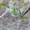 Eriocephalus africanus var. paniculatus (Cass.) M. A. N. Müll.的圖片