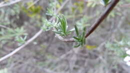 Image of Eriocephalus africanus var. paniculatus (Cass.) M. A. N. Müll.