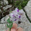 Plancia ëd Linaria verticillata subsp. anticaria (Boiss. & Reut.) L. Sáez & M. B. Crespo