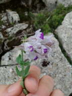 Image of Linaria verticillata subsp. anticaria (Boiss. & Reut.) L. Sáez & M. B. Crespo