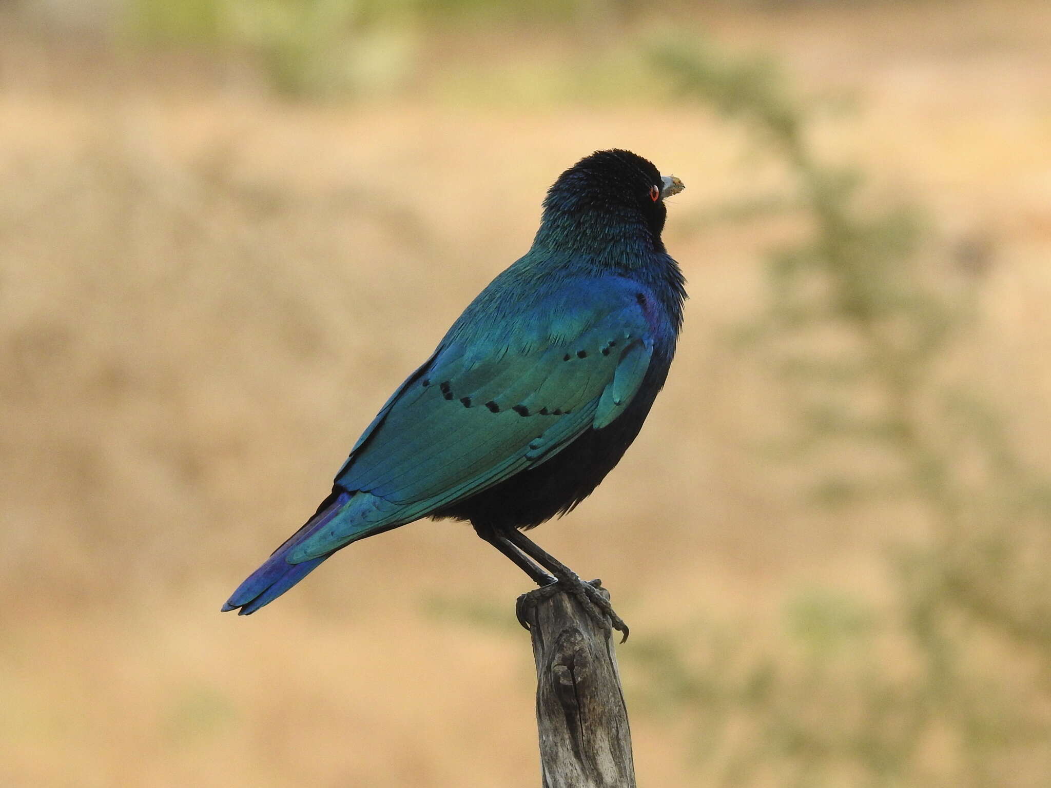 Image of Bronze-tailed Glossy Starling
