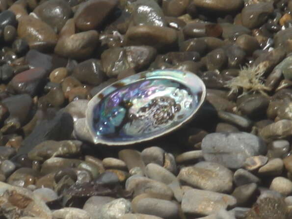 Image of blackfoot paua