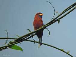 Image of Blue-throated Roller