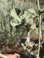 Image of San Clemente Island bushmallow