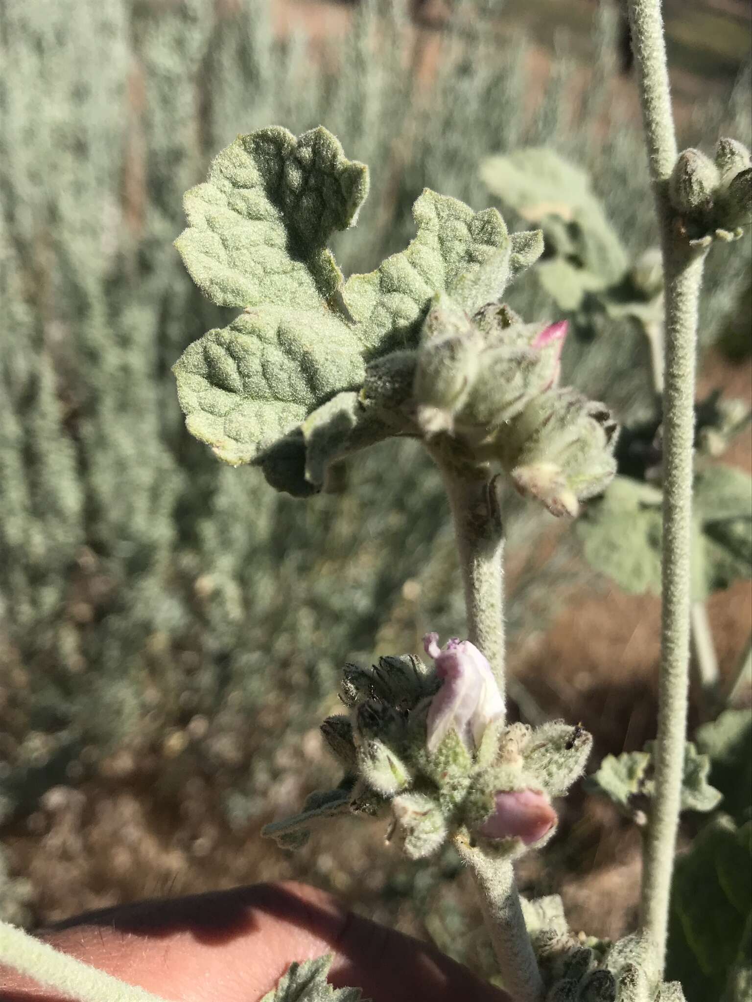 Image of San Clemente Island bushmallow