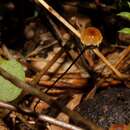 Cryptomarasmius corbariensis (Roum.) T. S. Jenkinson & Desjardin 2014的圖片