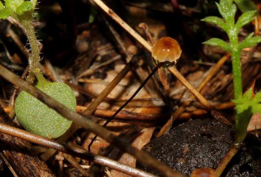 Cryptomarasmius corbariensis (Roum.) T. S. Jenkinson & Desjardin 2014的圖片