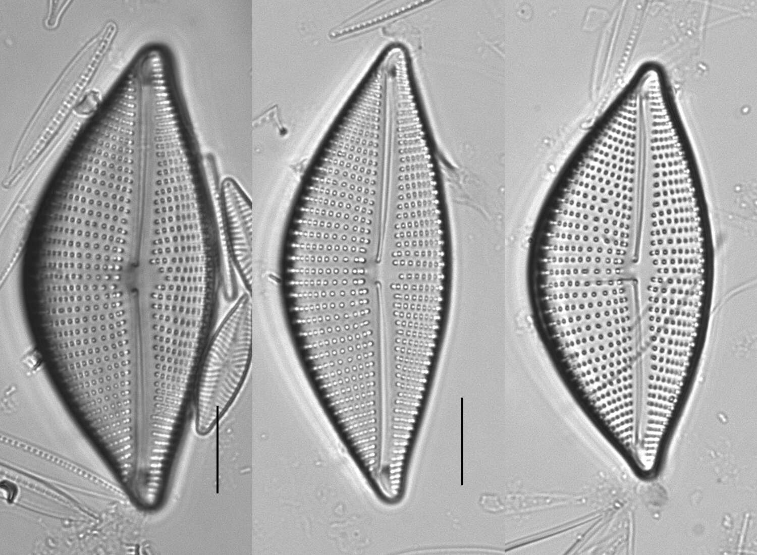 Image of Encyonema triangulum