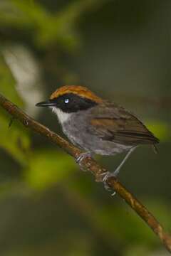 Image of Black-cheeked Gnateater