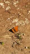 Image de Lycaena asabinus (Herrich-Schäffer (1851))