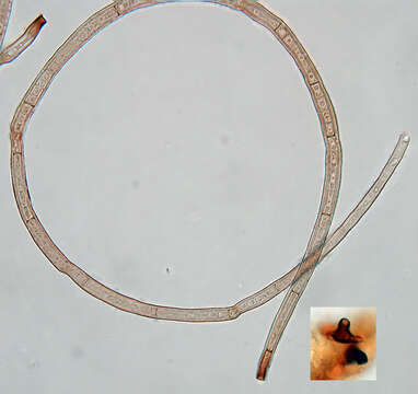 Image of Inesiosporium mauiense (B. Sutton & Hodges) R. F. Castañeda & W. Gams 1997