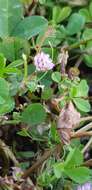 Trifolium bullatum Boiss. & Hausskn. resmi