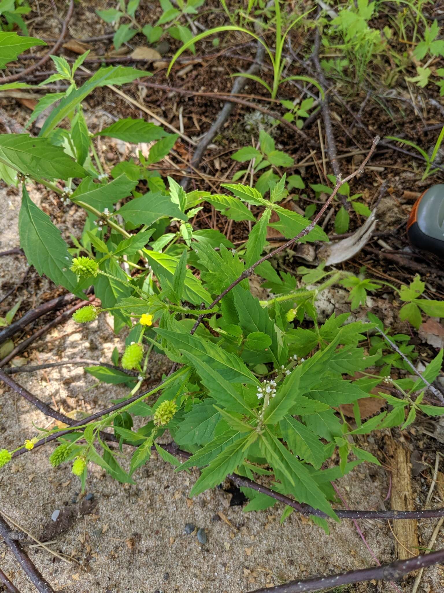 Imagem de Ranunculus pensylvanicus L. fil.