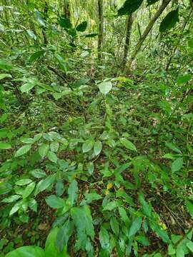 صورة Palicourea pubescens (Sw.) Borhidi