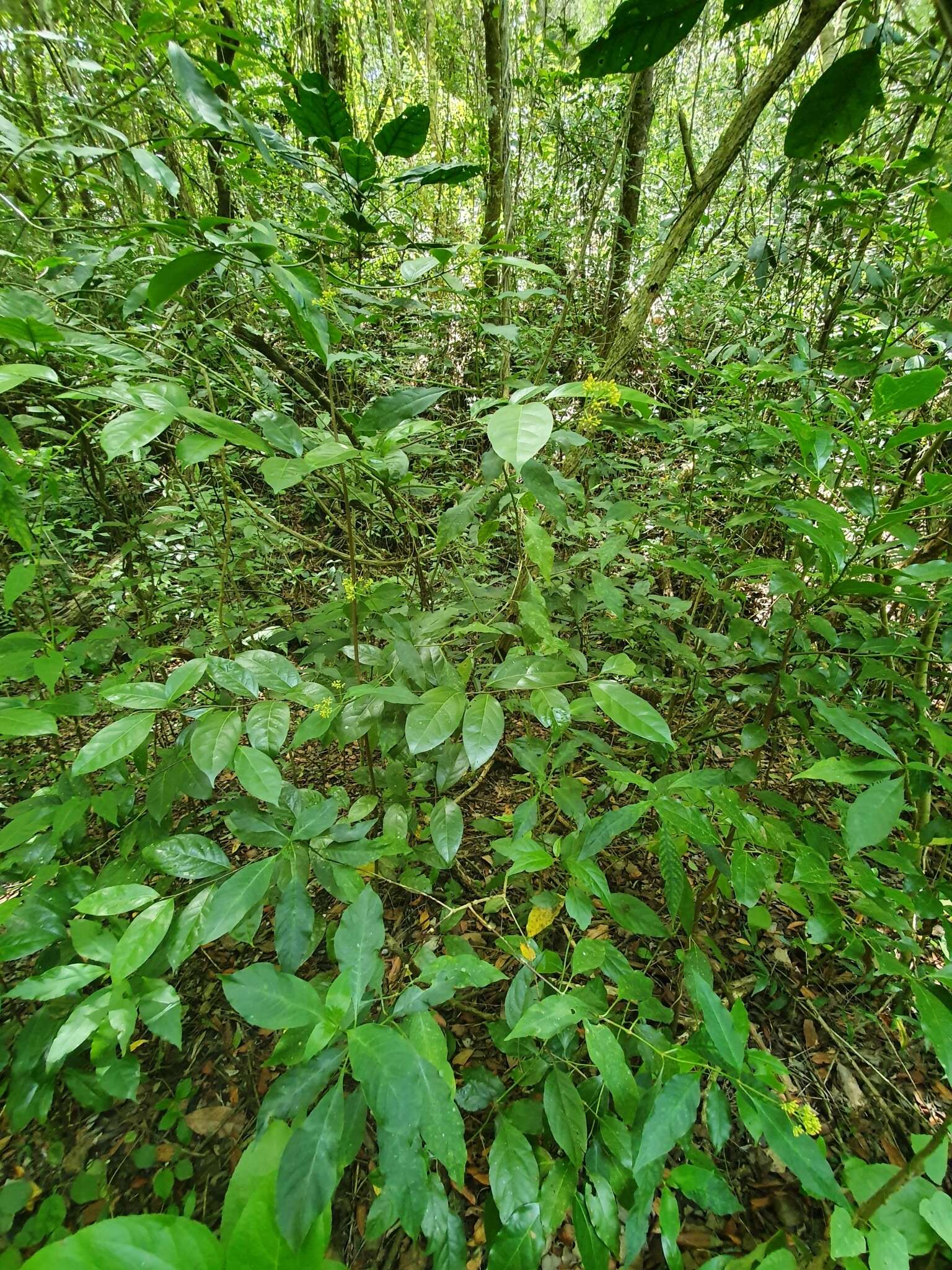 Image of Palicourea pubescens (Sw.) Borhidi