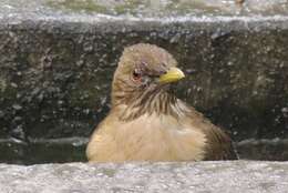 Image of Clay-colored Robin