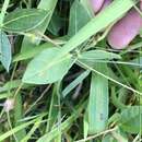 Image of Long-Leaf Cow-Pea