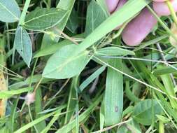 Image of Long-Leaf Cow-Pea