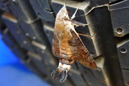 Image of Macroglossum gyrans Walker 1856