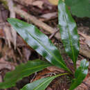 Sivun Elaphoglossum yoshinagae (Yatabe) Mak. kuva