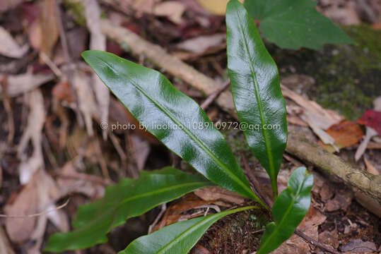 Elaphoglossum yoshinagae (Yatabe) Mak. resmi