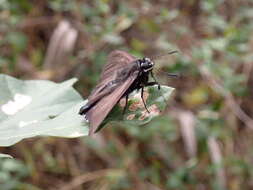 Image of <i>Phocides pigmalion okeechobee</i>