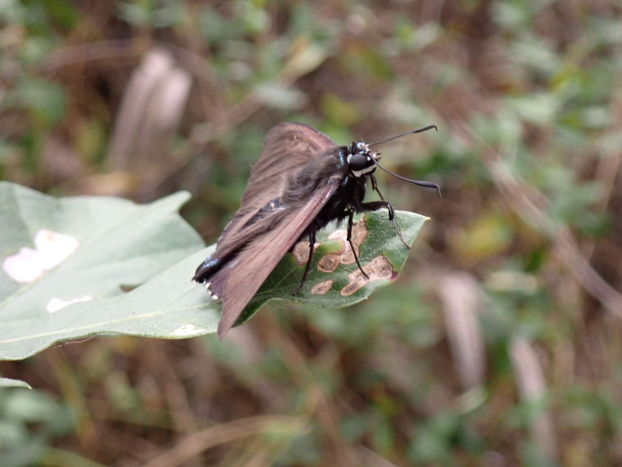 Image of <i>Phocides pigmalion okeechobee</i>