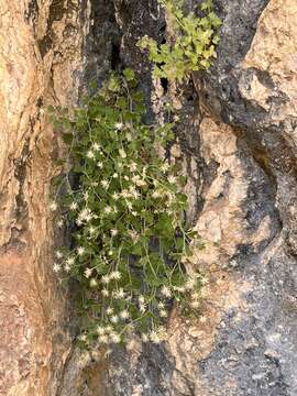 Image of Springdale rockdaisy