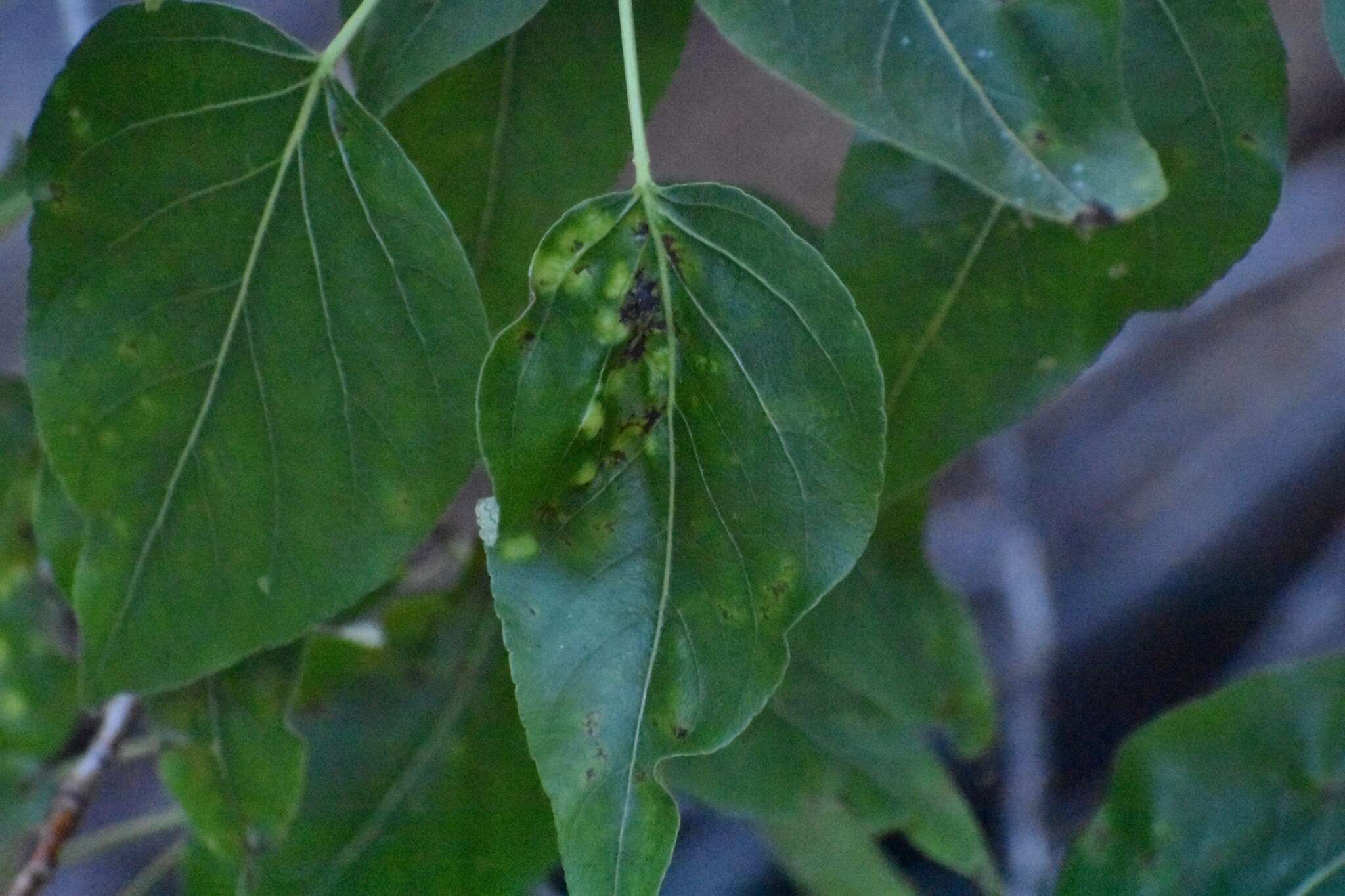 Image of Taphrina populi-salicis Mix 1947