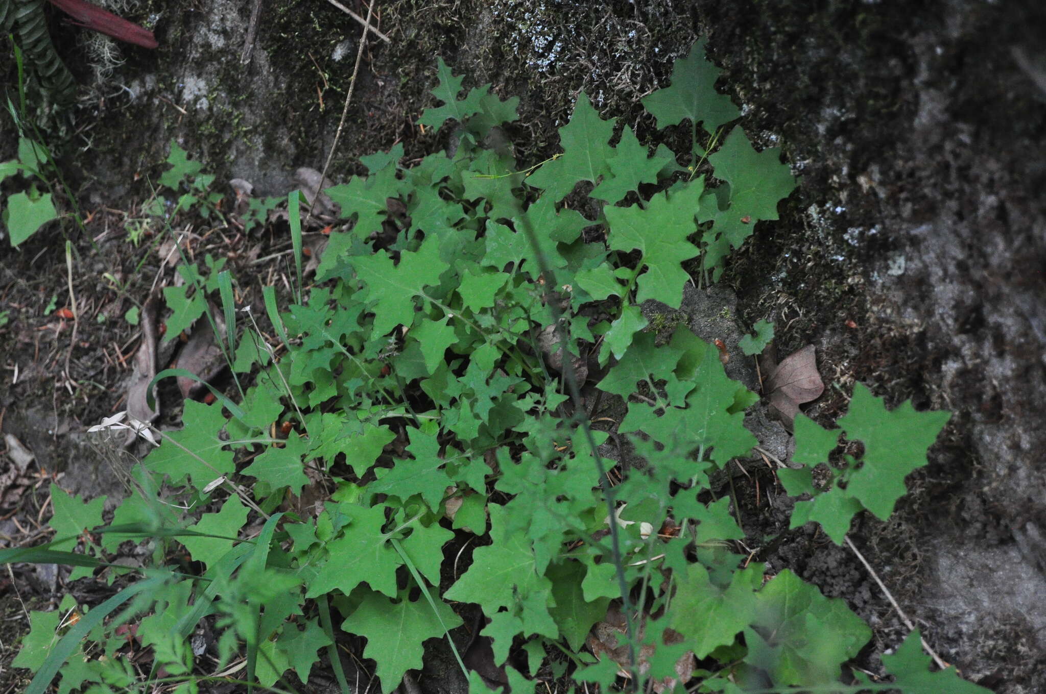 Image of wall lettuce