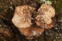 Image of Gymnopus barbipes R. H. Petersen & K. W. Hughes 2014