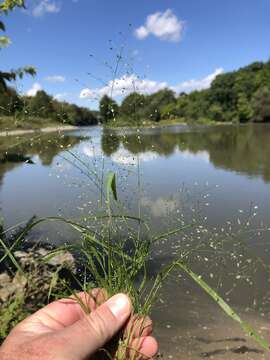 Image of Sandbar Love Grass