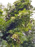 Image of Japanese climbing hydrangea