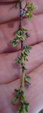 Image of Indigofera nigromontana Eckl. & Zeyh.