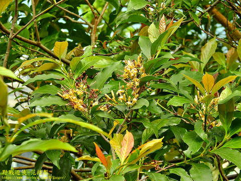 Image de Aidia cochinchinensis Lour.