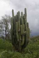 Image of Echinopsis terscheckii (J. Parm. ex Pfeiff.) H. Friedrich & G. D. Rowley