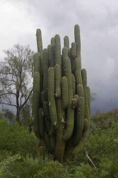 Image de Echinopsis terscheckii (J. Parm. ex Pfeiff.) H. Friedrich & G. D. Rowley