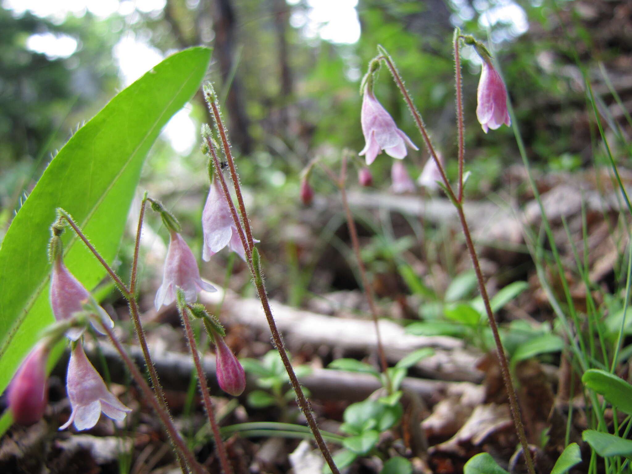 Image of Linnaea borealis var. longiflora Torr.