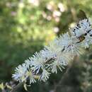 Image of Actaea elata var. alpestris