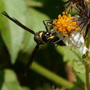 Image of Phimenes flavopictus formosanus (Zimm. 1931)