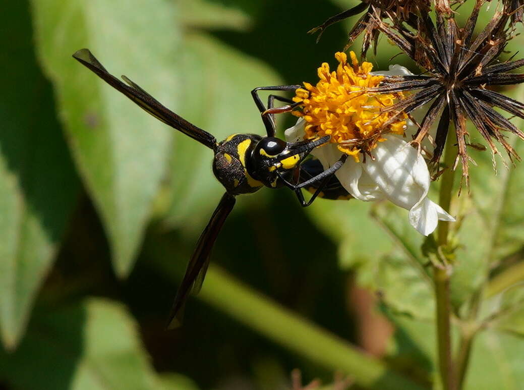 Image of Phimenes flavopictus formosanus (Zimm. 1931)