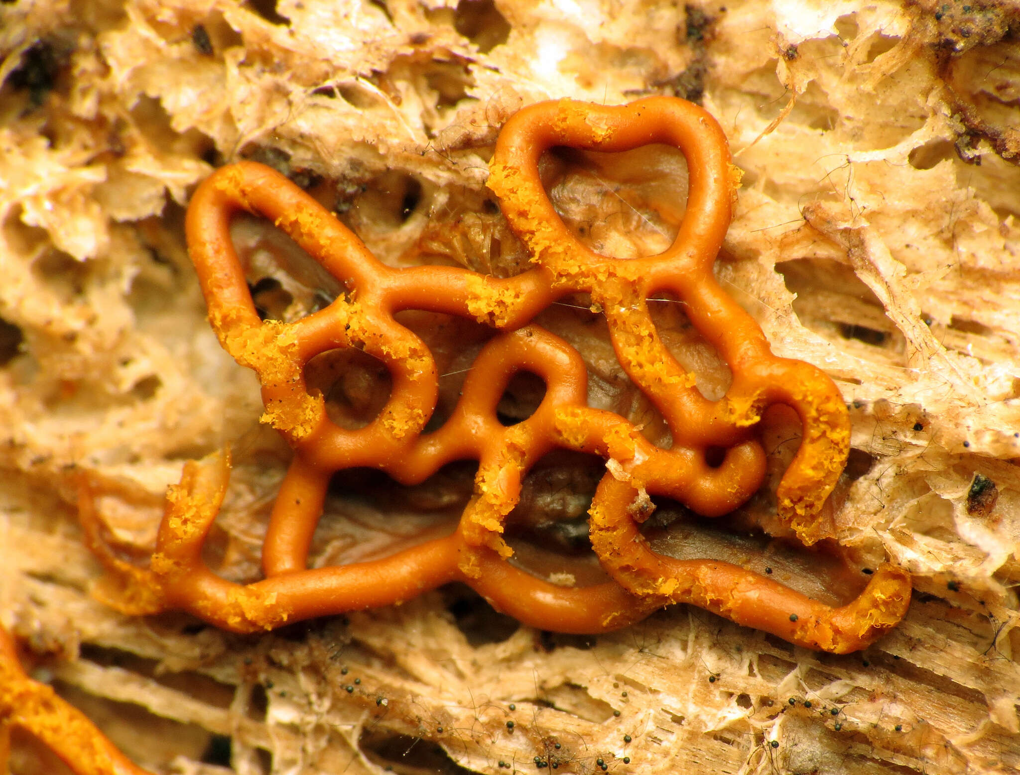 Image of Pretzel slime mold