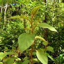 Sivun Solanum velutinum Dun. kuva