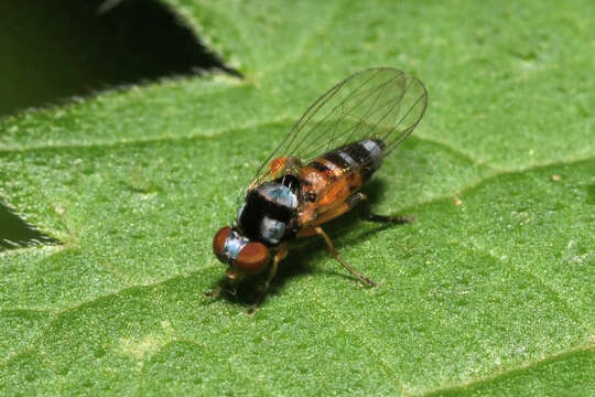 Callomyia amoena Meigen 1824的圖片