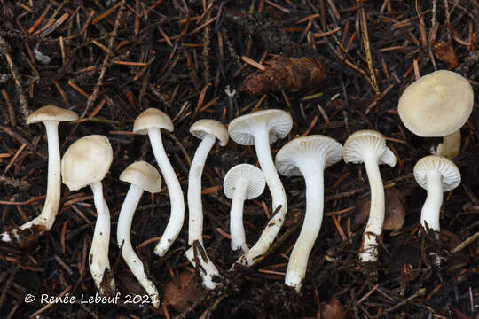 صورة Hygrophorus exiguus E. Larss., E. Campo & M. Carbone 2014