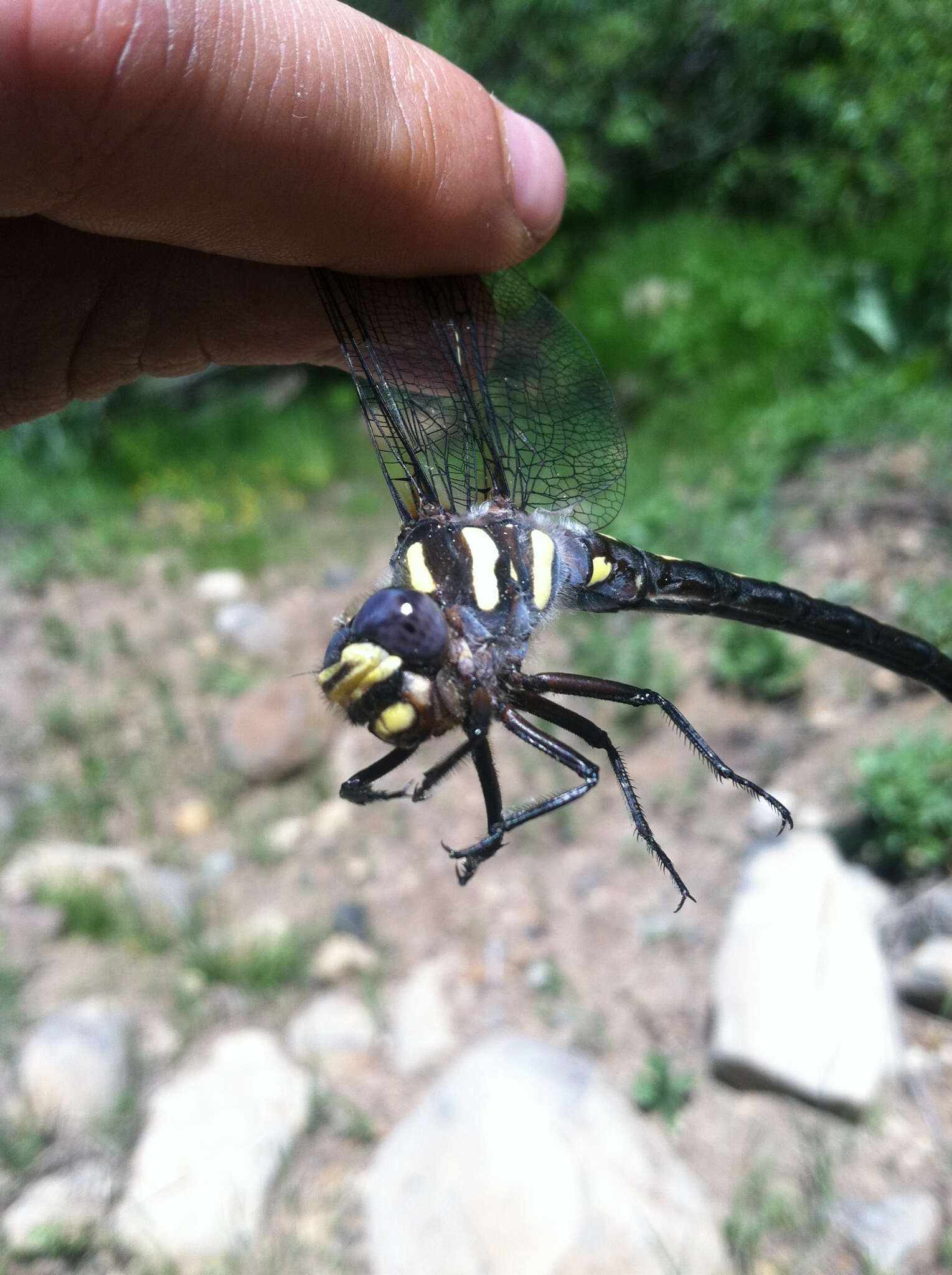 Image of Pacific Spiketail