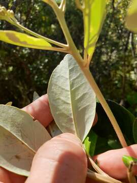 Image of Olearia townsonii Cheeseman