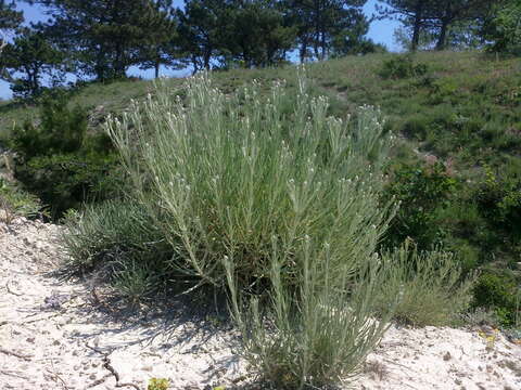 Sivun Jurinea stoechadifolia (M. Bieb.) DC. kuva