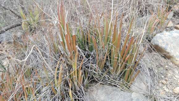 Image of Haworthiopsis longiana (Poelln.) G. D. Rowley