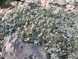 Image de Antennaria soliceps Blake